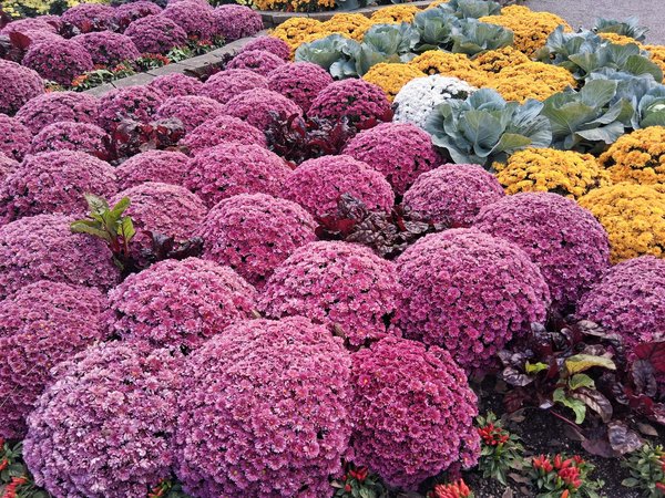 Découvrez les Stratégies Innovantes pour Créer un Jardin Vertical Intérieur et Améliorer la Qualité de l"Air